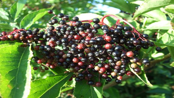 POSTERPlodovi jeseni.jpg