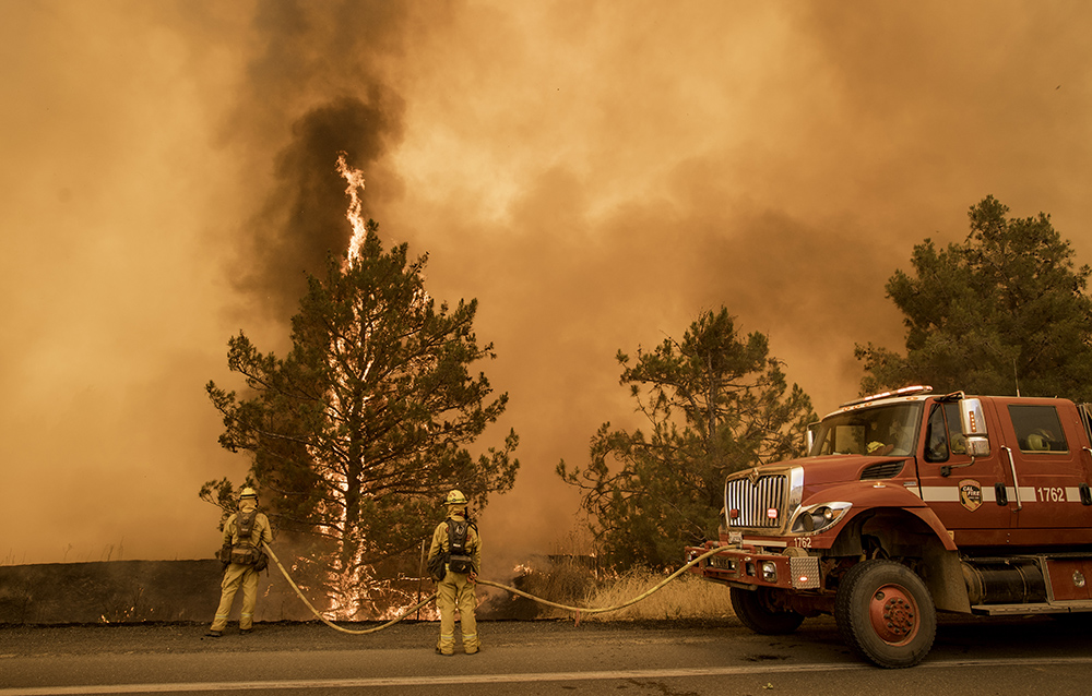 Poyar kalifornija foto  (3)