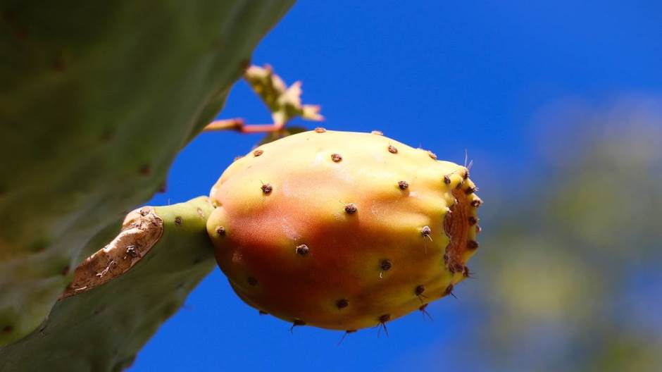 prickly-pear-5710627_1280