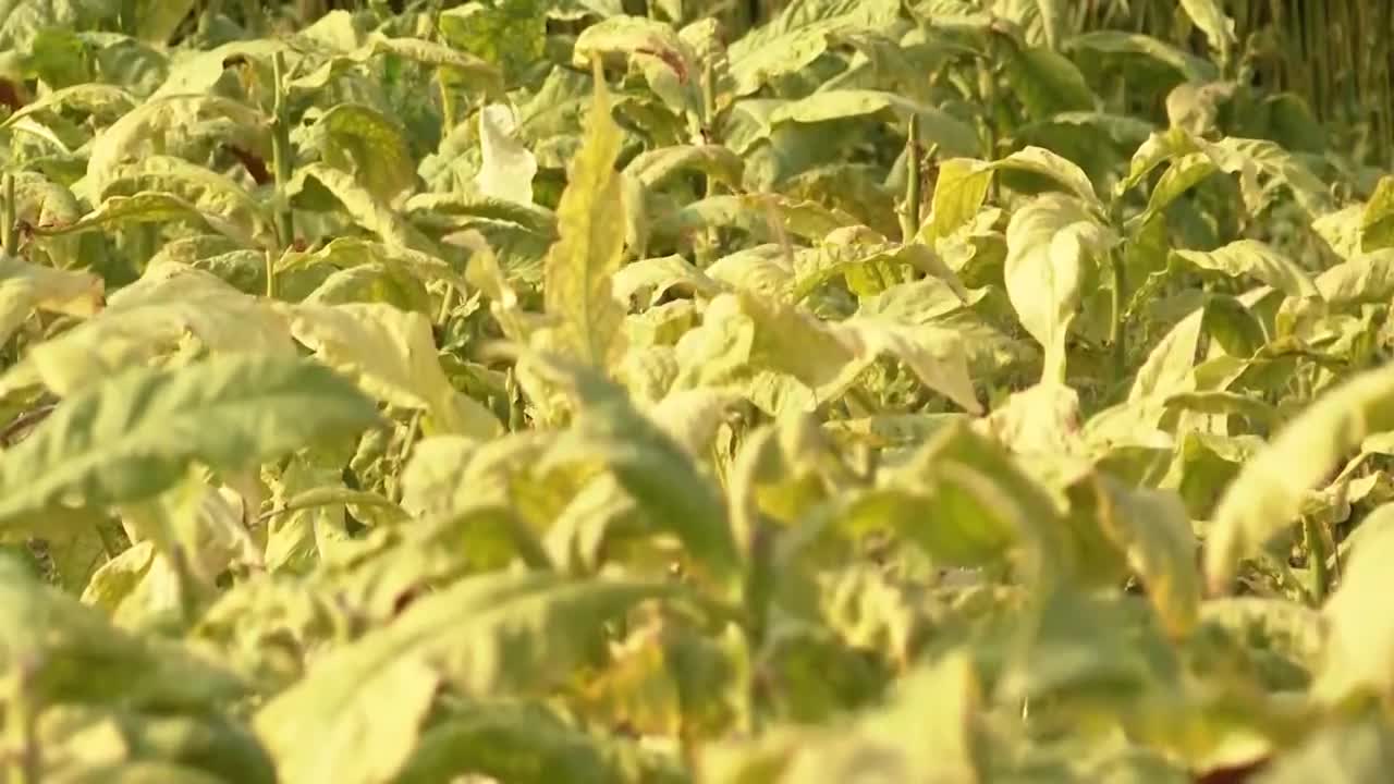 Propast duhanske industrije u Hrvatskoj