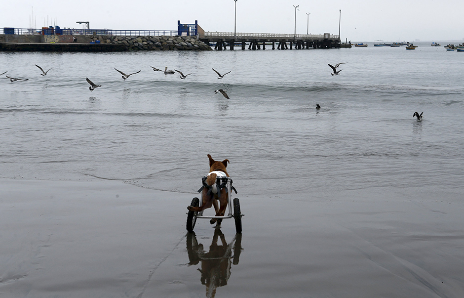 REUTERS/Mariana Bazo