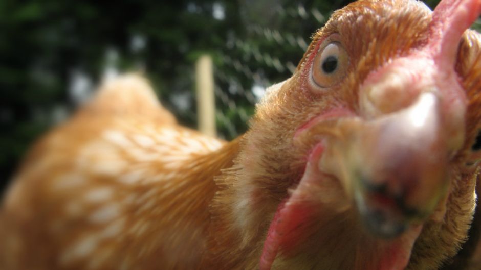 pticja_gripa_morguefile