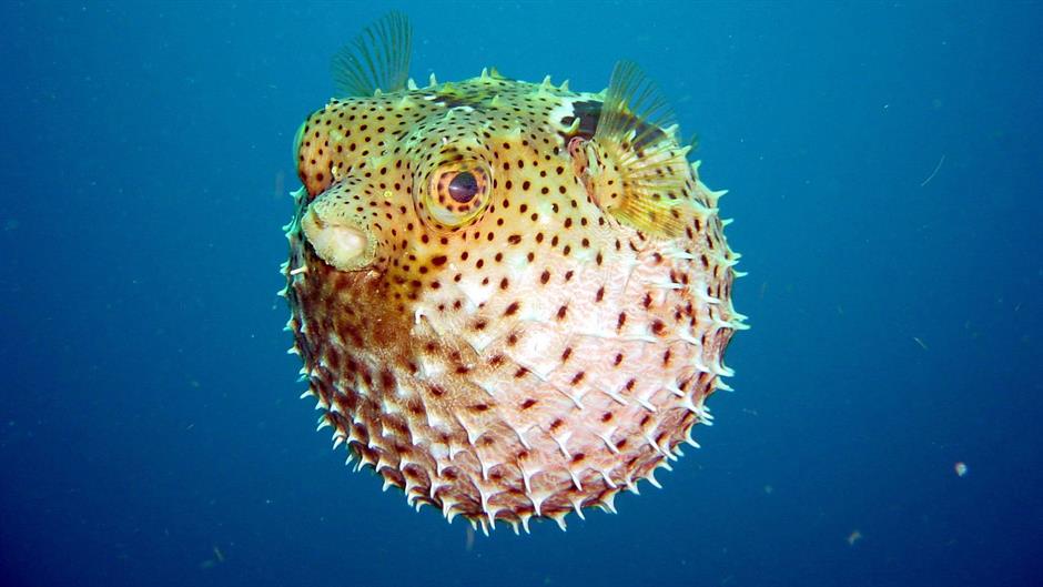 pufferfish-wallpaper-42183.jpeg