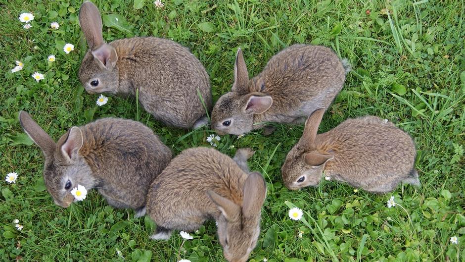 rabbits-2140440_1280