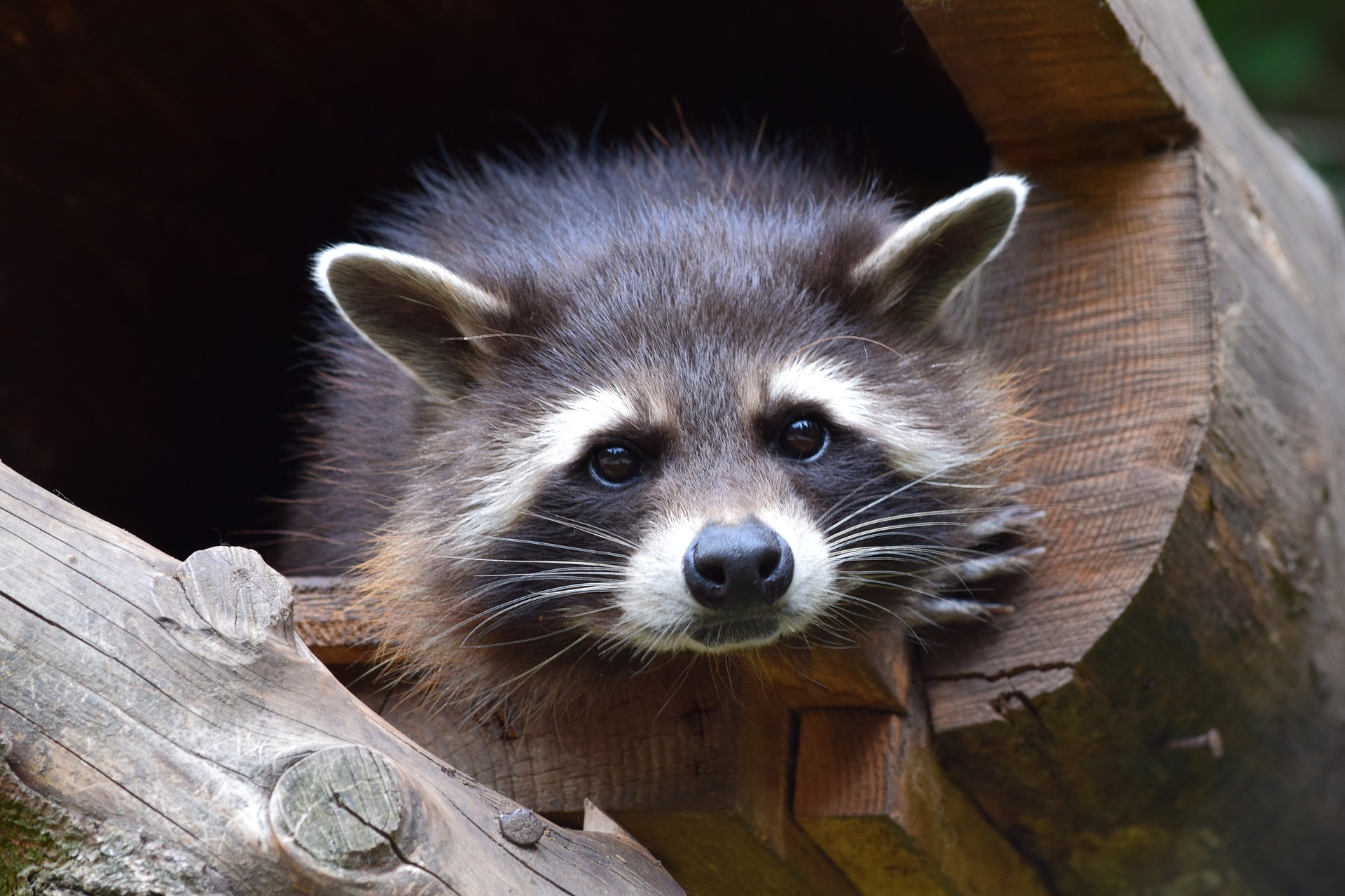 raccoon, rakun