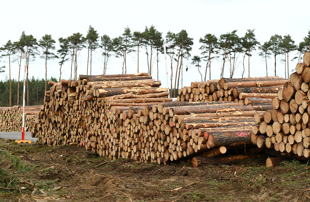 REUTERS/Annegret Hilse