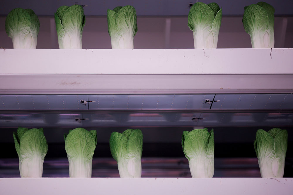 REUTERS/Thomas Peter