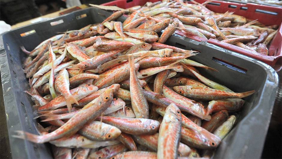 ribarnica_zadar16-030415