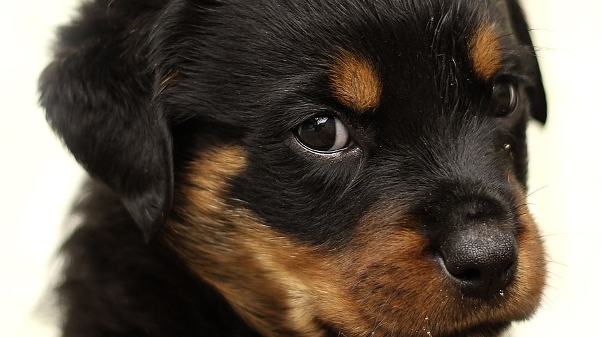 rottweiler-869013_1280