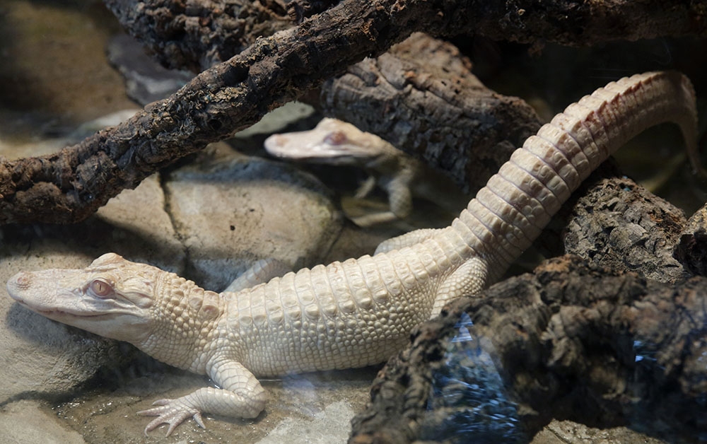 REUTERS/Philippe Wojazer