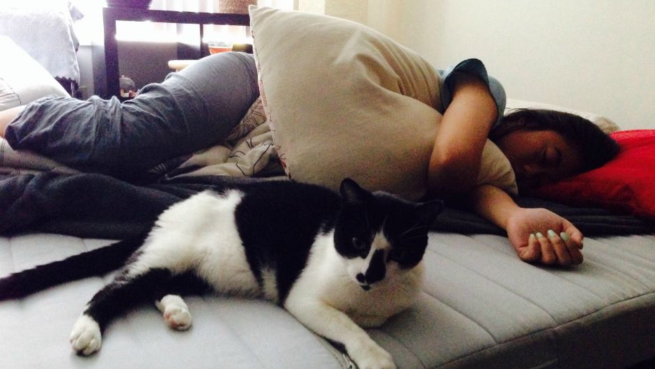 san spavanje krevet mačka