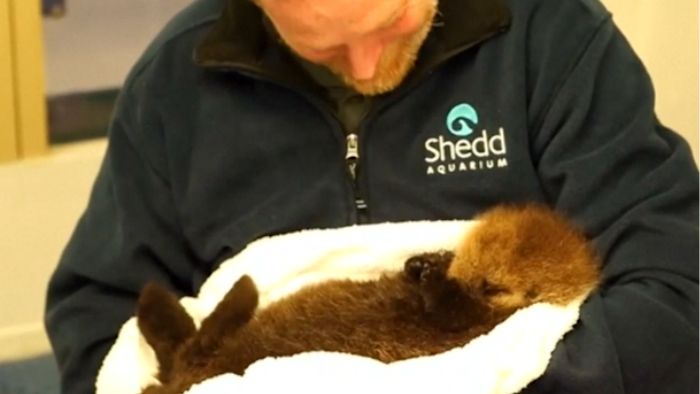 sea otter4