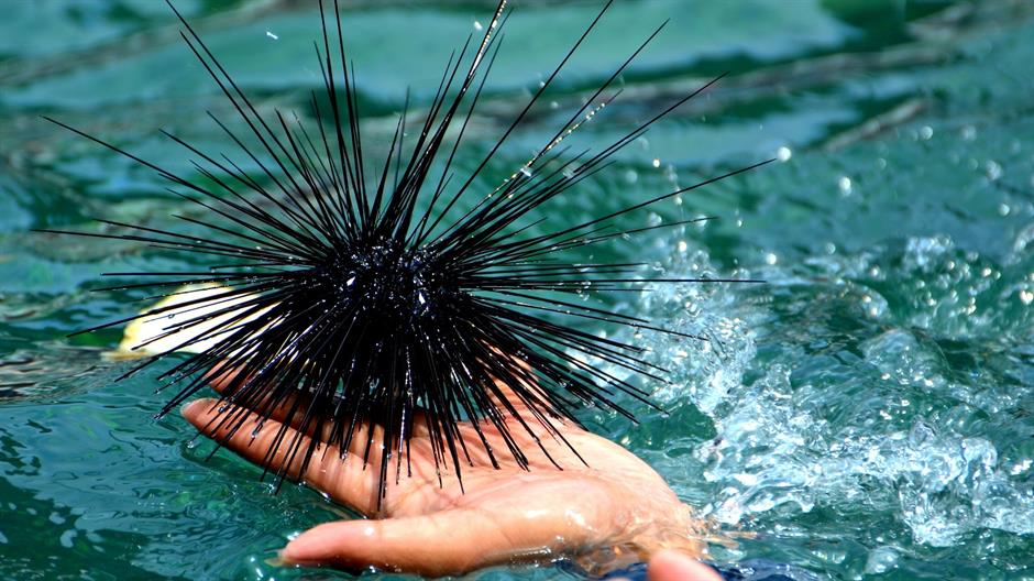 sea-urchin-498882_1920