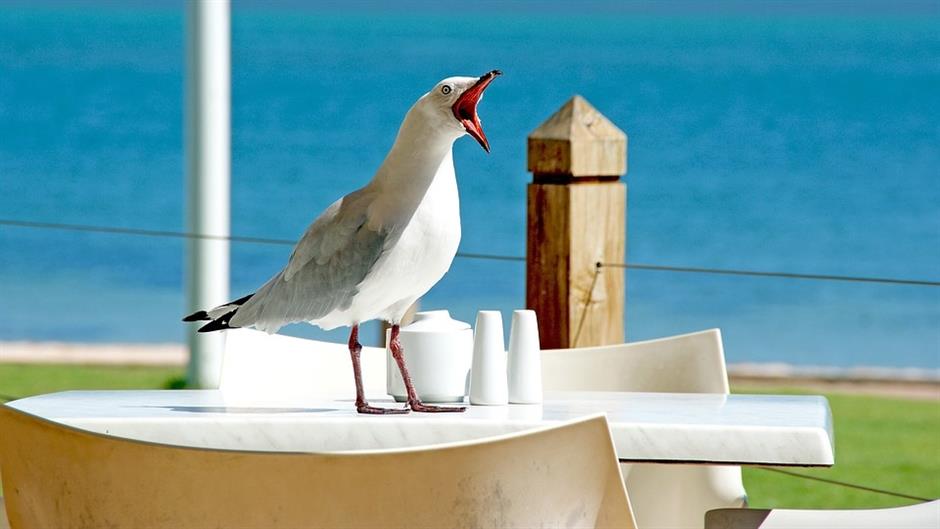 seagull-1209875_960_720