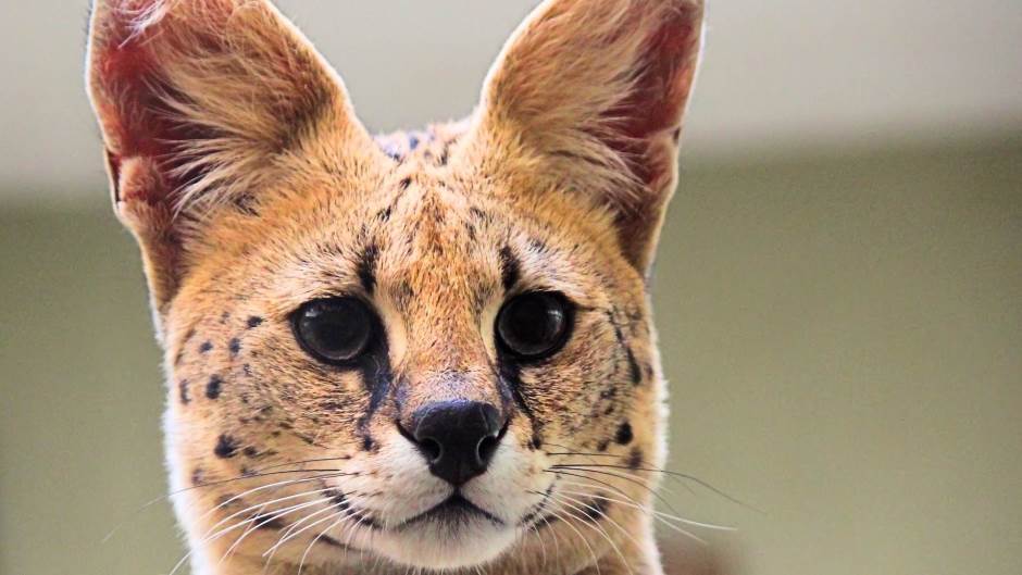 serval afrička divlja mačka