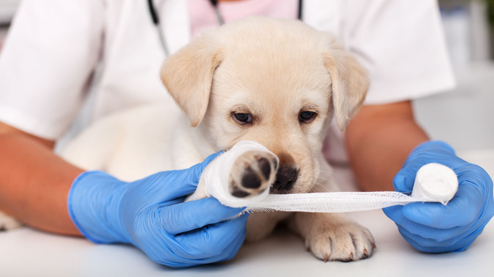 shutterstock_1397483618