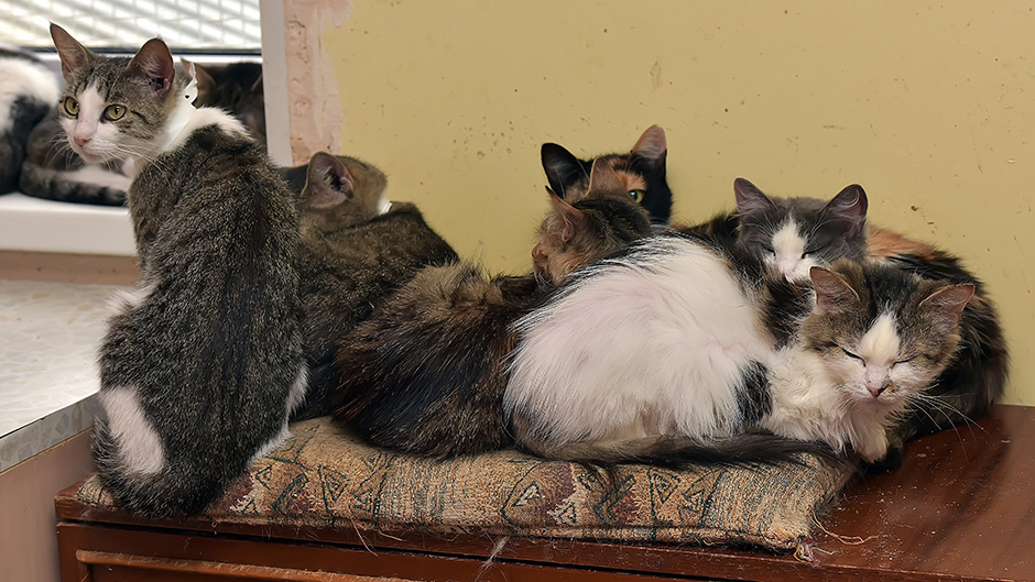 shutterstock_652208788