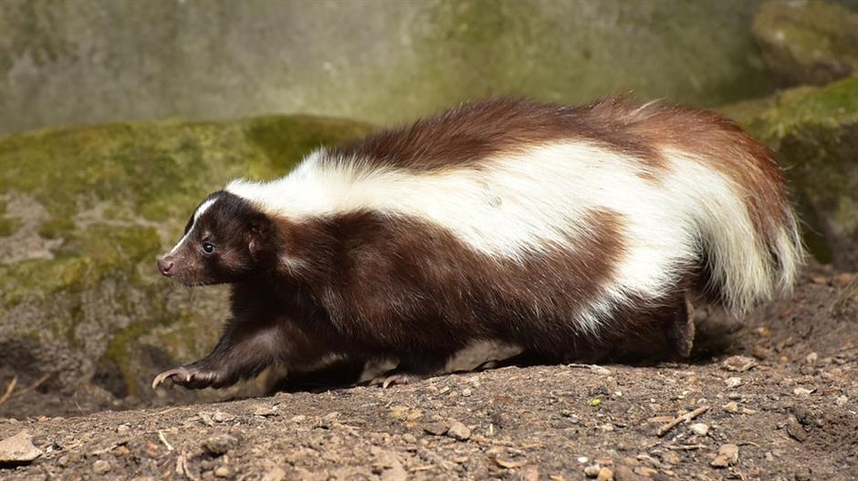 skunk-853083_960_720