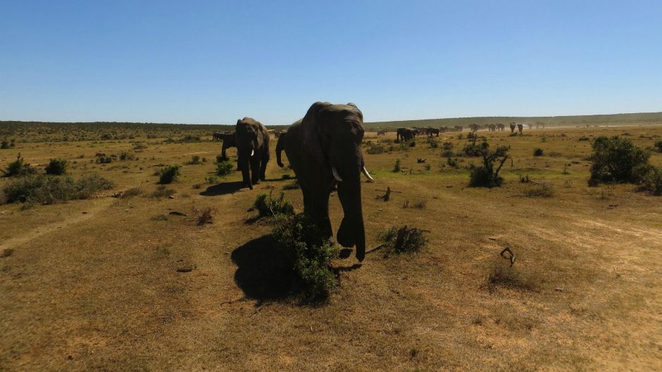 slon_slonovi_morguefile