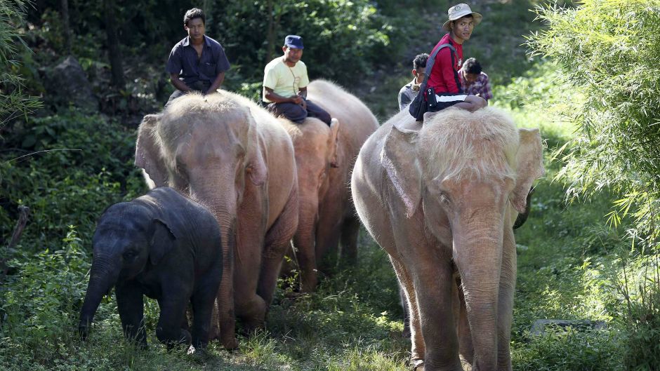 slon_slonovi_REUTERSDamirSagolj