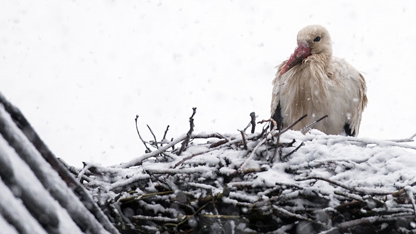 Tanjug/AP/Patrick Pleul