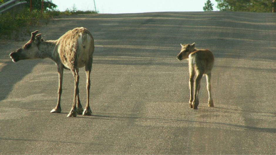 Sob_Sobovi_Morguefile