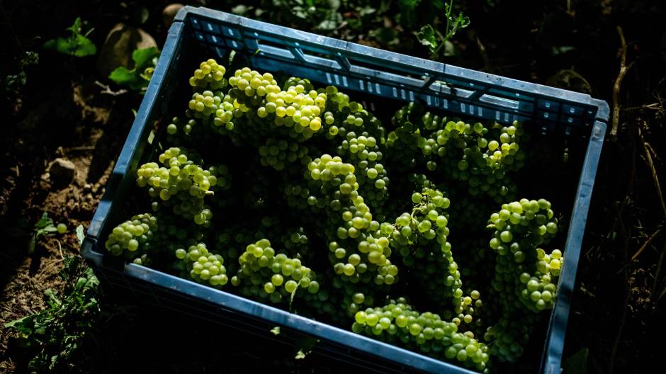 Španjolska poljoprivreda grožđe