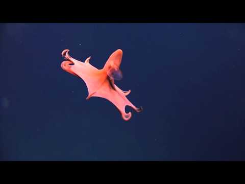 Spustili kameru u ocean i snimili zadivljujuće prizore