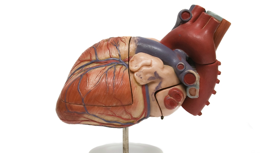 srce model (vierdrie).jpg