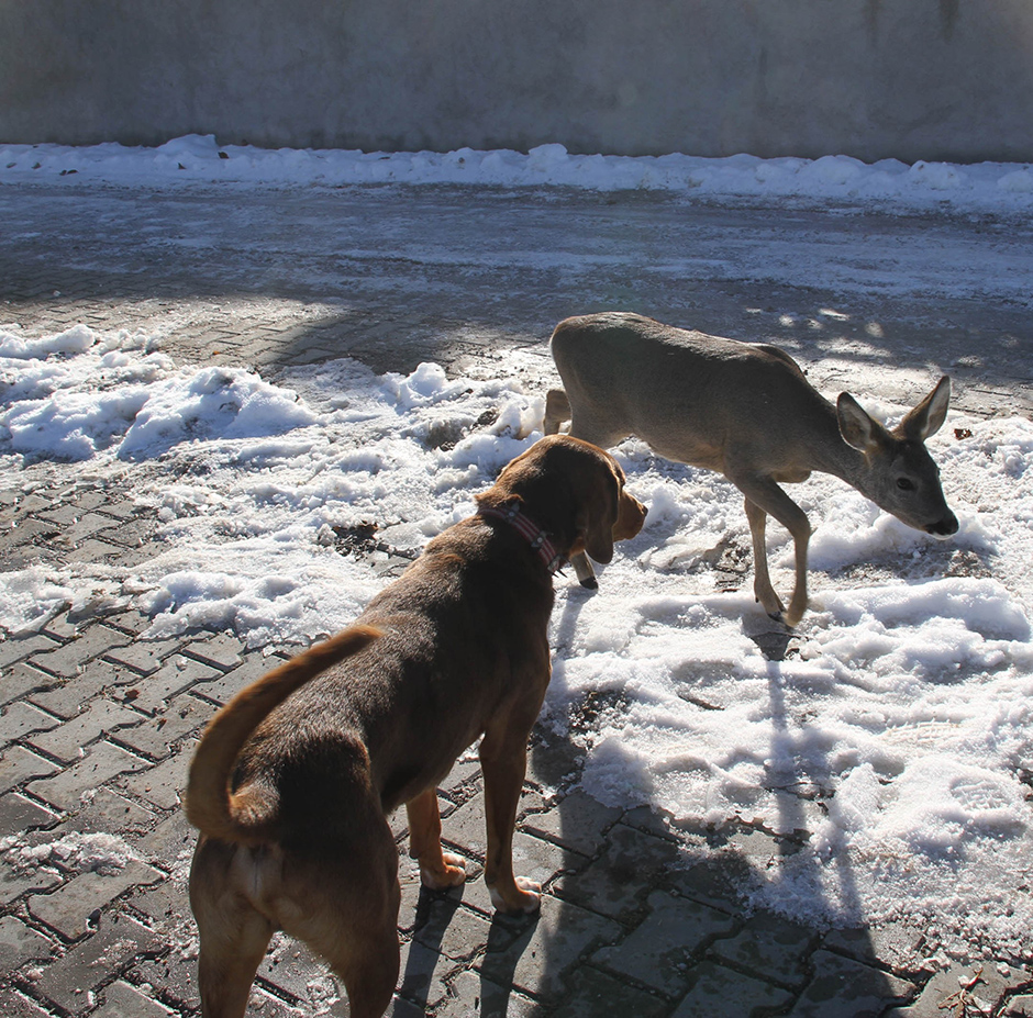 ANADOLIJA/Özgür Alantor