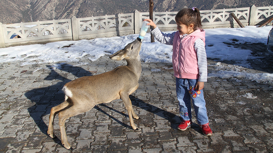 ANADOLIJA/Özgür Alantor