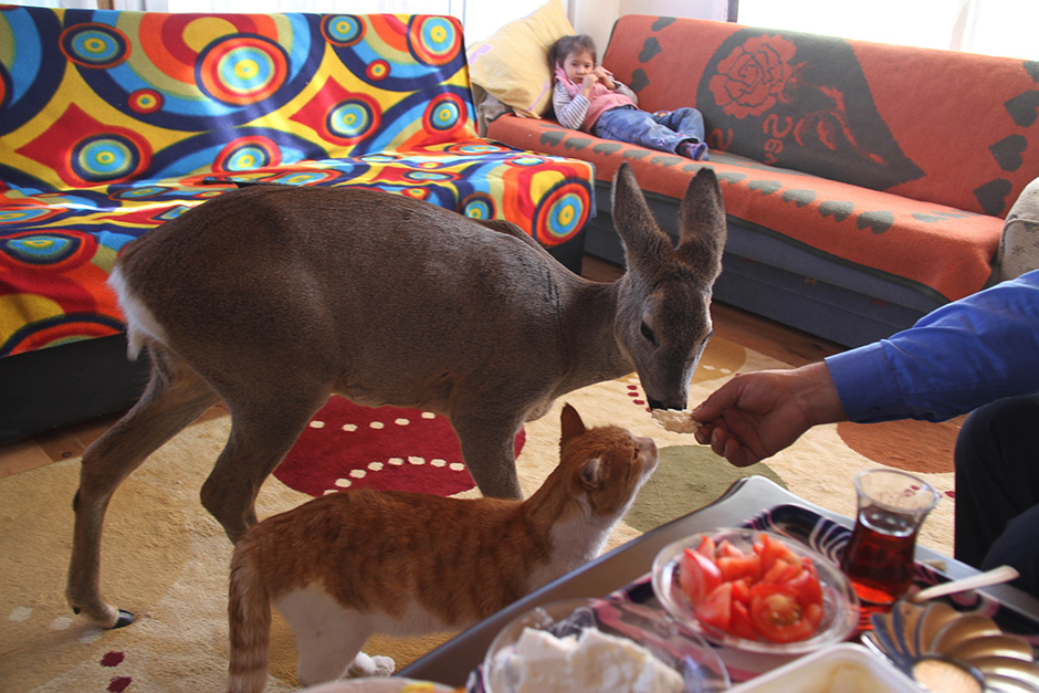 ANADOLIJA/Özgür Alantor