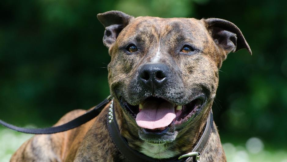 stafford-672698_1920