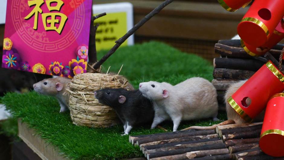 štakor kineska nova godina