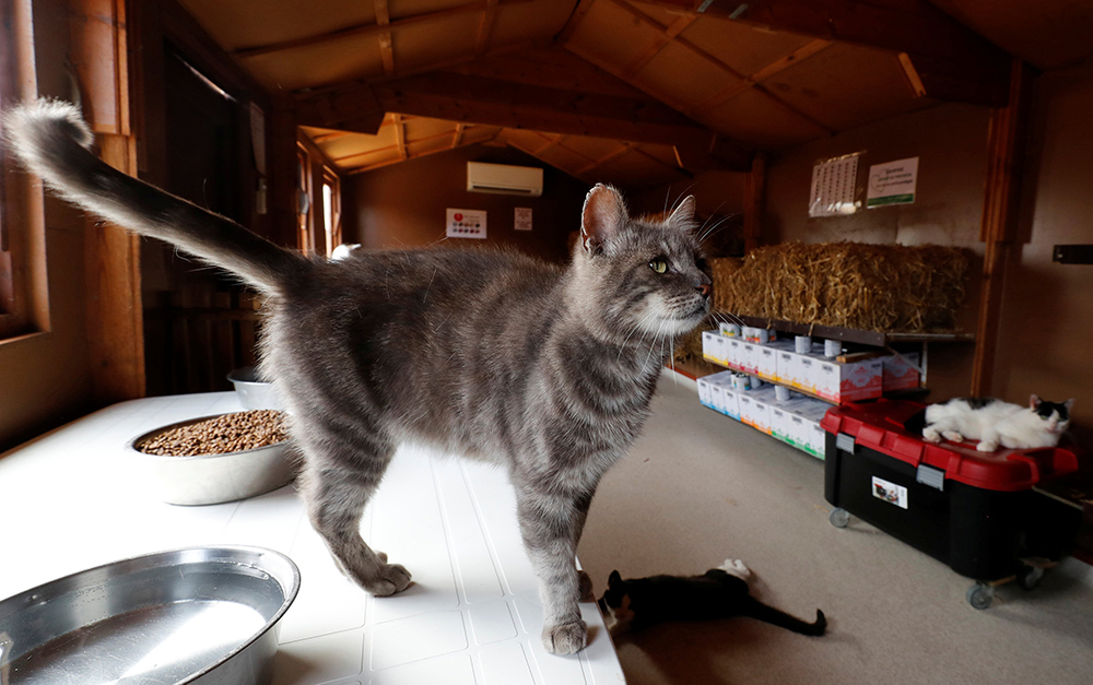 Staracki dom ya kucne ljubimce foto reuters Yves Herman (14)