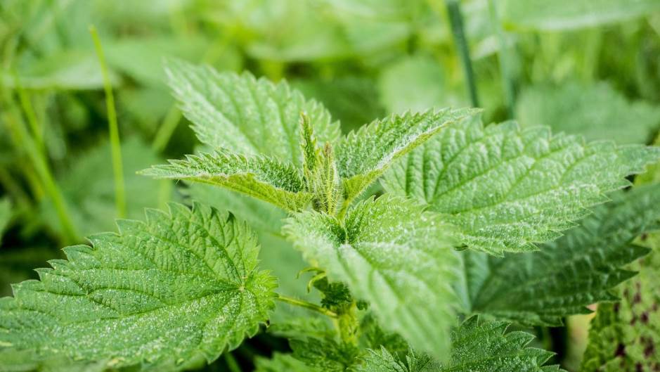 stinging-nettle-503939_1920