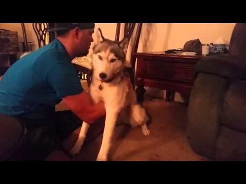 Što se dogodi kada pas pojede keksić s marihuanom