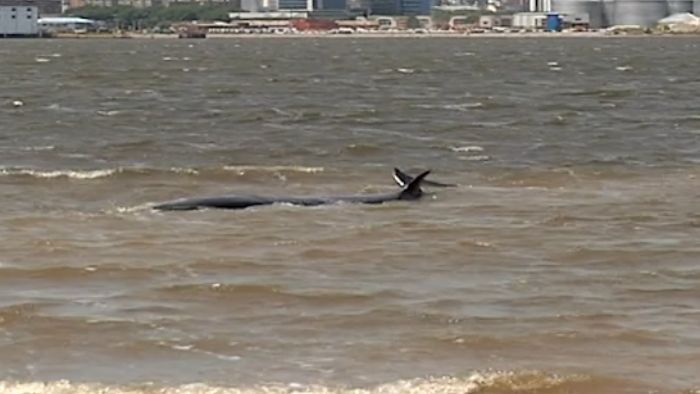 stranded whale