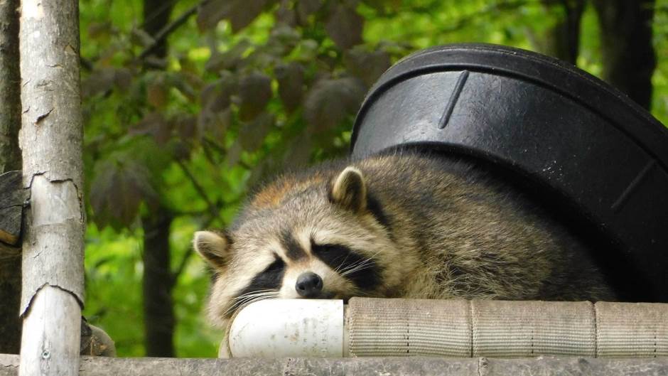 successfully-canadian-VPk4RnrJCq8-unsplash