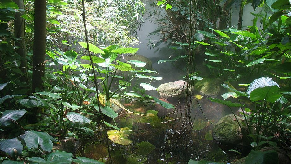 suma_tropskasuma-morguefile