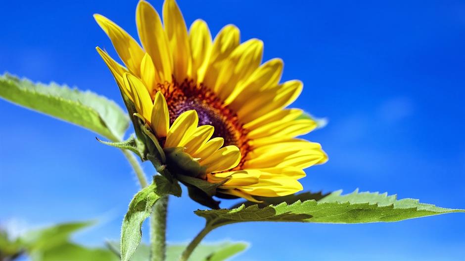 sun-flower-1536088_1280