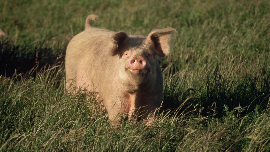 svinja_prase_morguefile