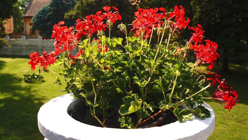 Tan2015-6-4_10650395_0