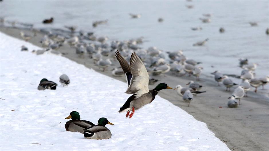 Tan2017-1-6_145124668_6