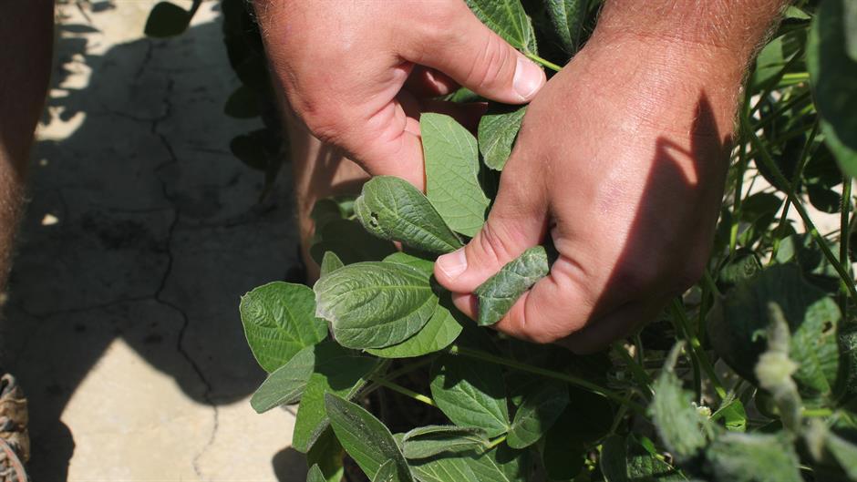 Tan2017-11-17_1735793_0