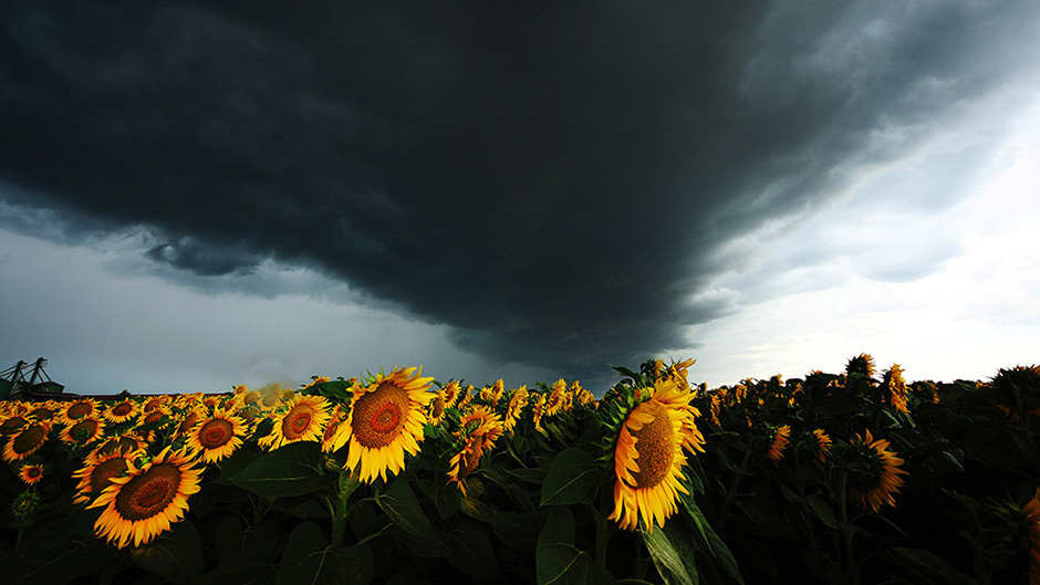 Tan2017-6-29_13377464_7 1