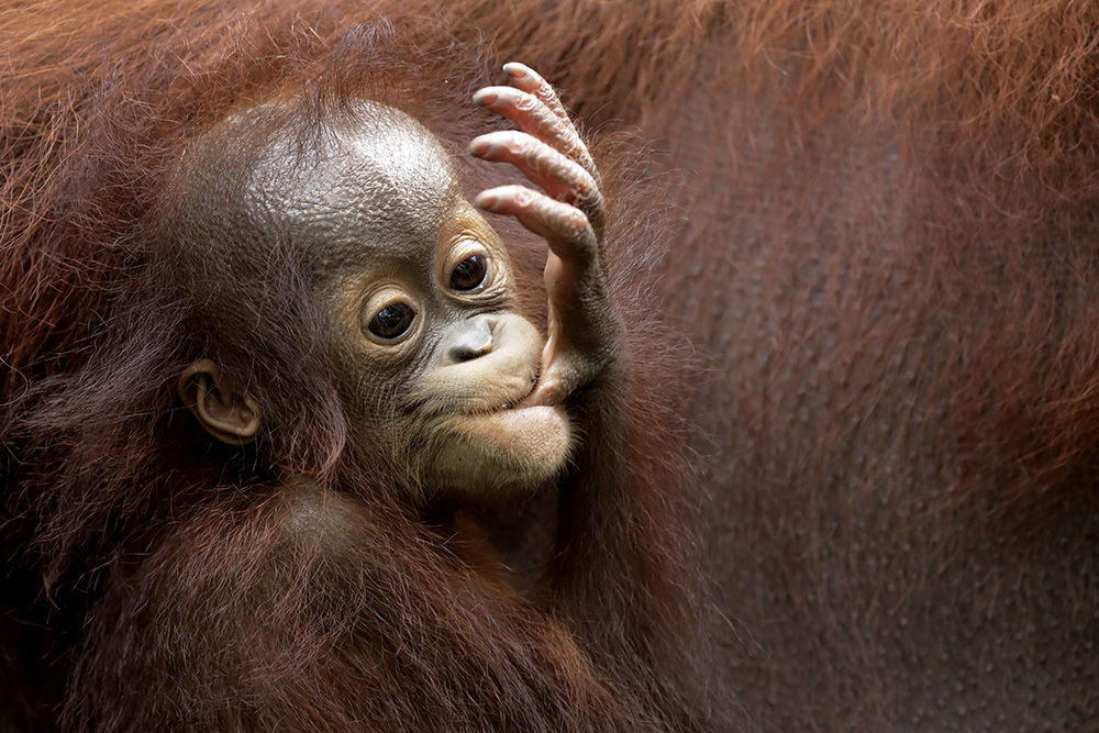 Tan2018-1-11_111453657_0