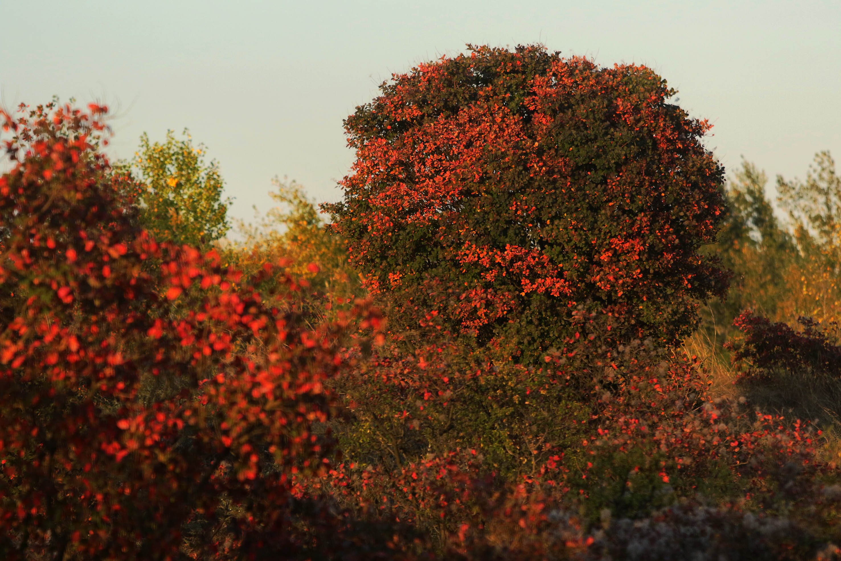 Tanjug/ Jaroslav Pap