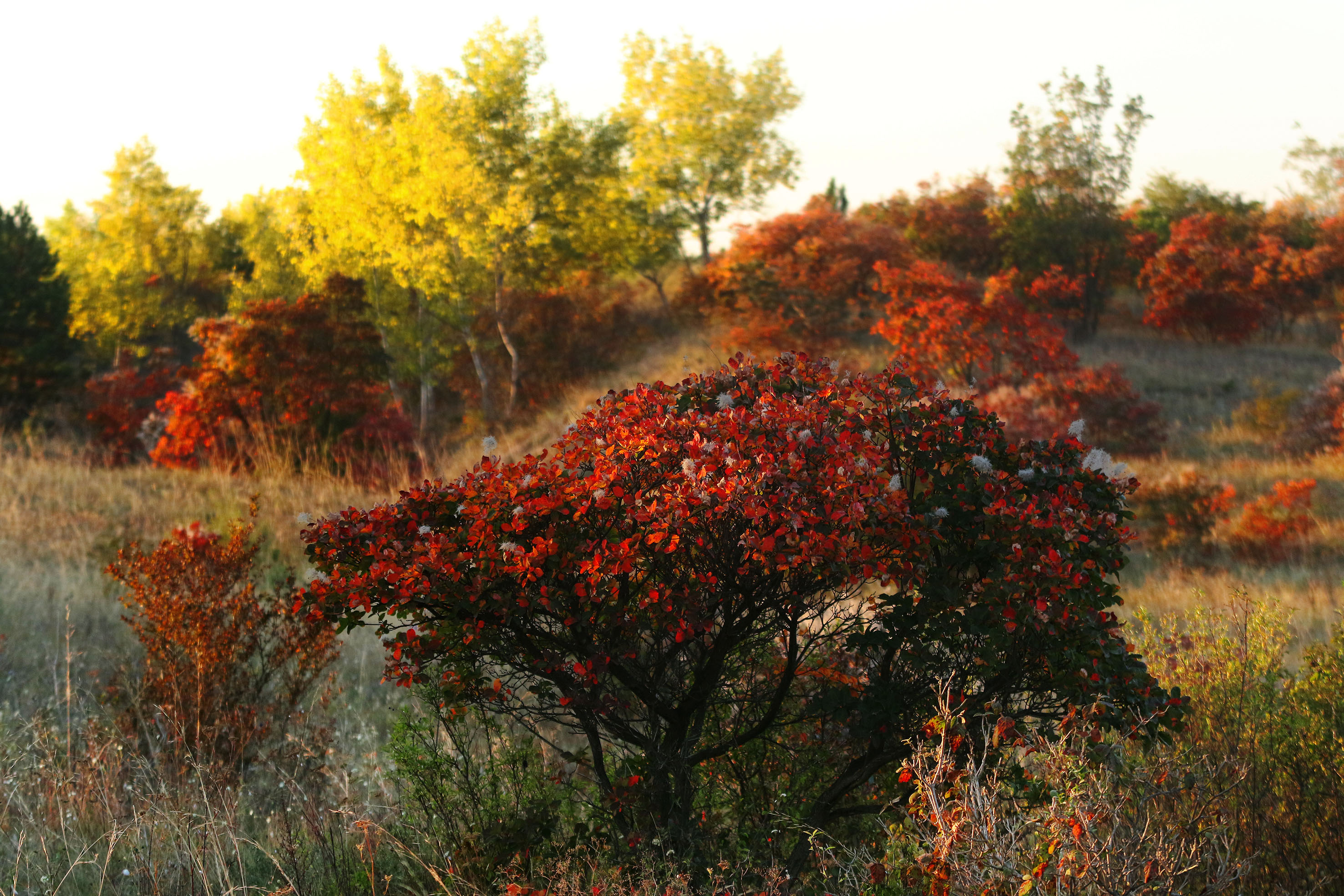 Tan2018-9-23_9102244_3