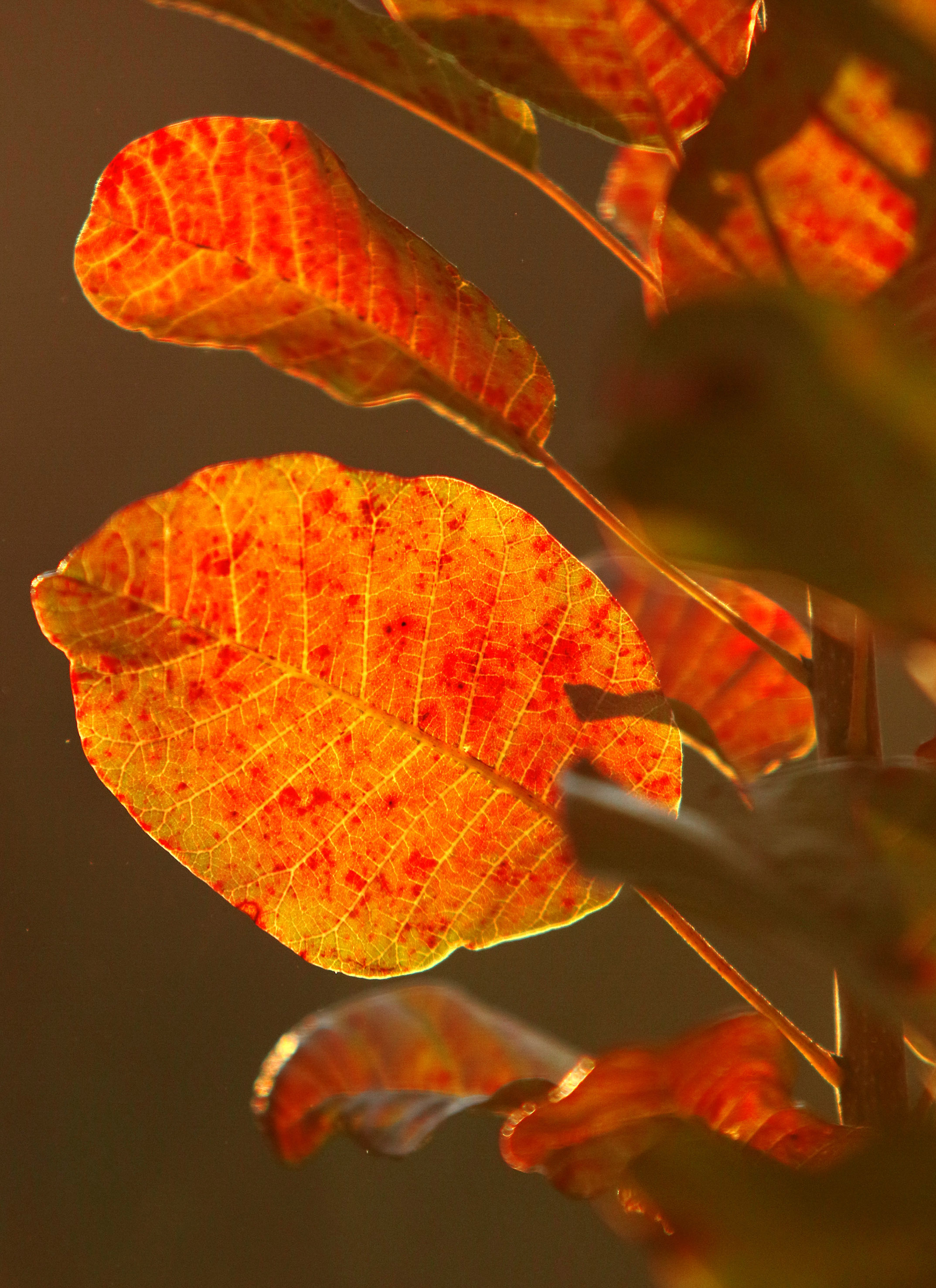 Tan2018-9-23_9108299_5